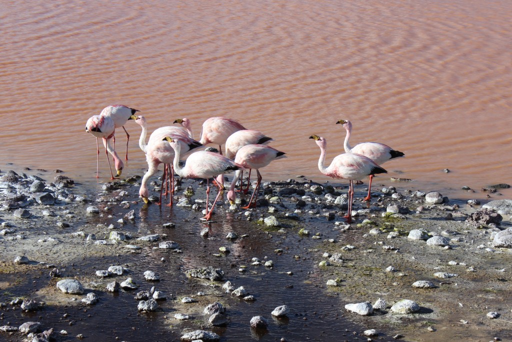 flamingos3